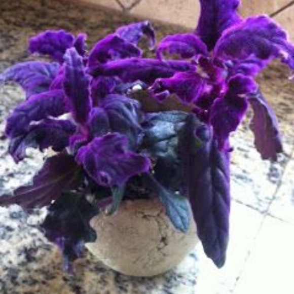 Rare houseplant purple passion plants plant rare 1 rooted plant - Picture 1 of 6